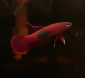 pez Betta Brownorum