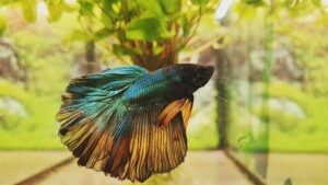 Betta splendens halfmoon