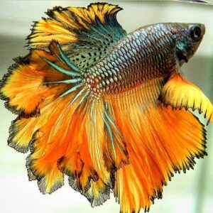 Betta splendens rosetail cola de rosa