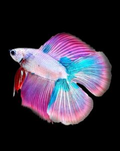 Betta splendens double tail
