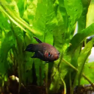 Pez Betta Foerschi