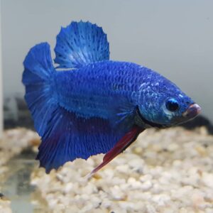 Betta Plakat macho