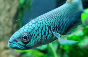 Betta antuta