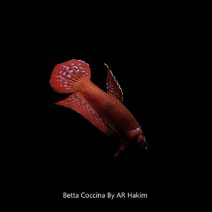pez Betta coccina