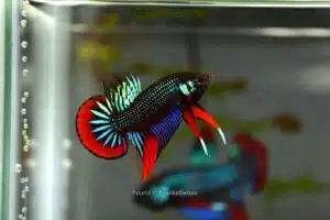 Macho / @petfish_japan