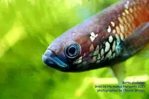 Betta gladiador
