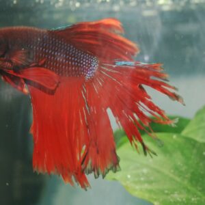 Pez betta con enfermedad de podredumbre de aletas