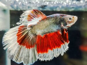 Betta splendens superdelta