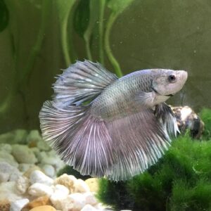 Betta splendens superdelta