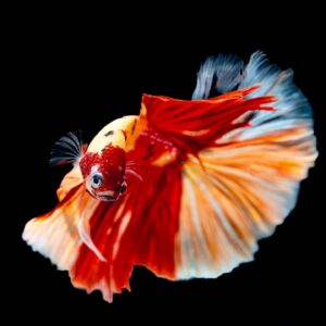 Betta splendens halfmoon koi