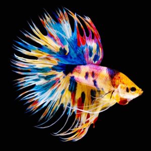 Betta splendens crowntail