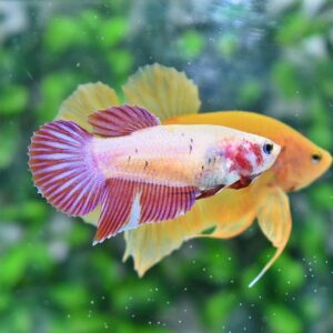Betta splendens delta