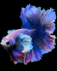 Betta splendens dumbo
