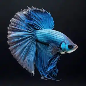 Pez betta super delta azul