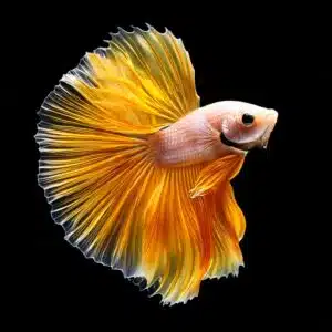Pez betta Halfmoon naranja