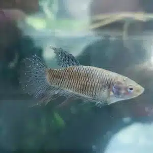 Betta con punto blanco