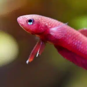 Pez Betta Rutilans