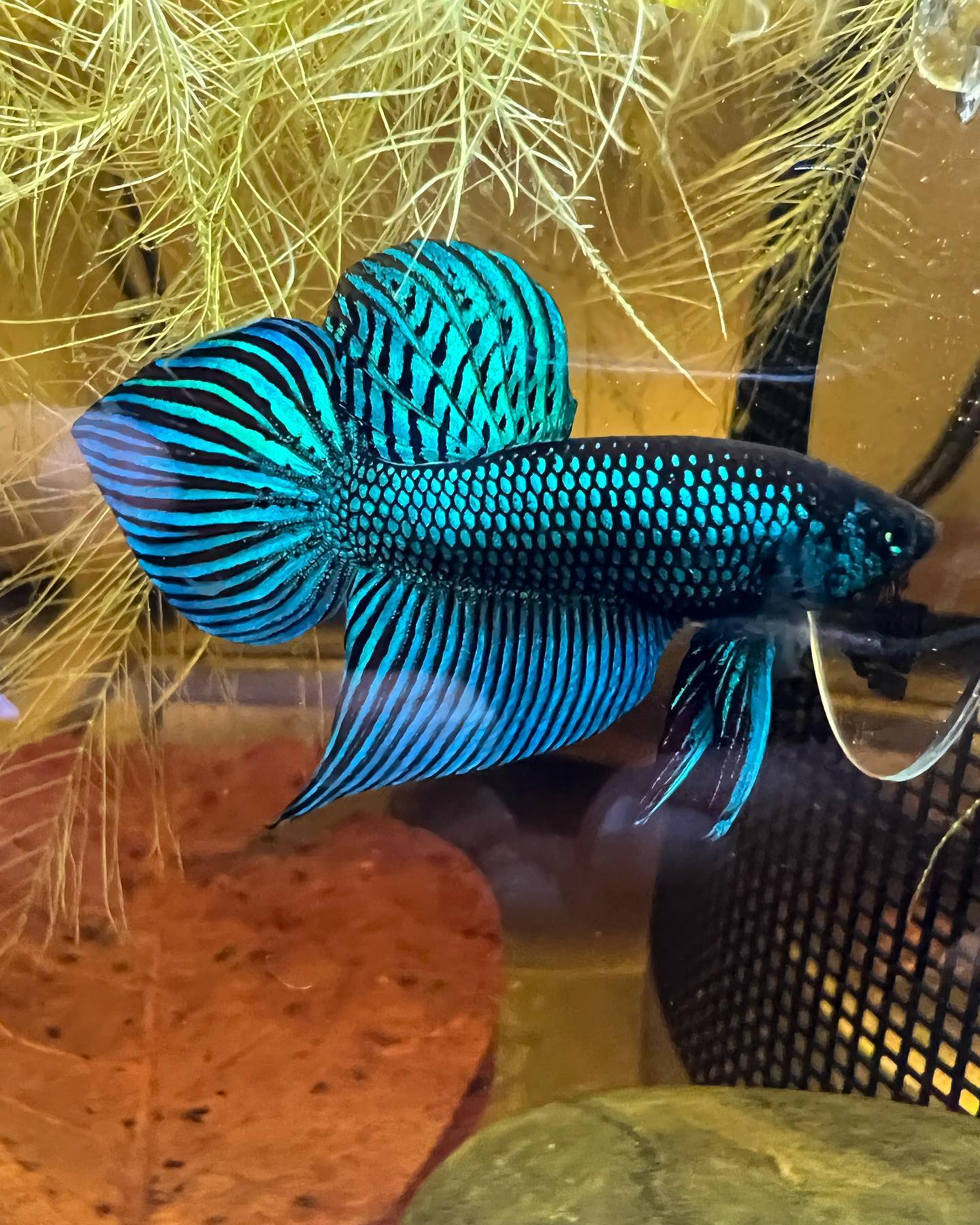 Betta Mahachaiensis - Tipos de Betta - El Pez BETTA o Luchador de Siam