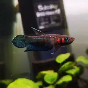 Pez Betta Strohi