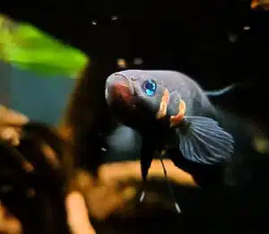 Pez Betta Foerschi