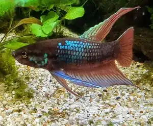 Pez BETTA dimidiata