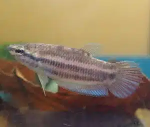 Betta prima
