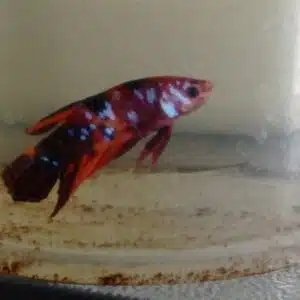 Pez Betta con estrés
