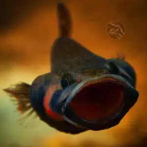 Pez Betta Macrostoma