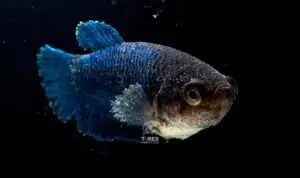 Pez betta con terciopelo tratamiento