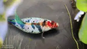 Enfermedad hidropesía en bettas