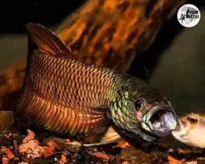 Pez Betta Patoti