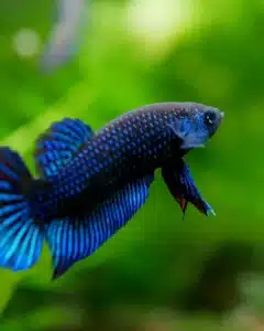 Pez Betta Mahachaiensis
