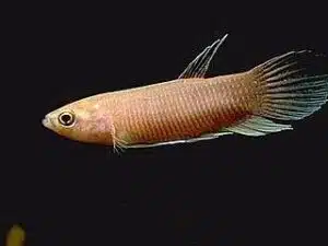 Pez BETTA anabatoides