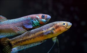 Pez Betta Unimaculata