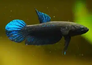 Pez Betta Persephone