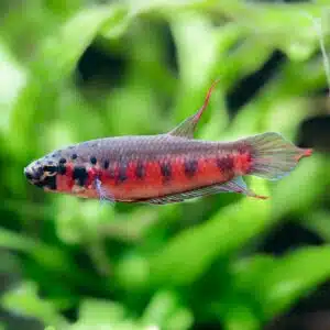 Betta rubra